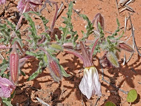 California Evening Primrose (Oenothera avita)