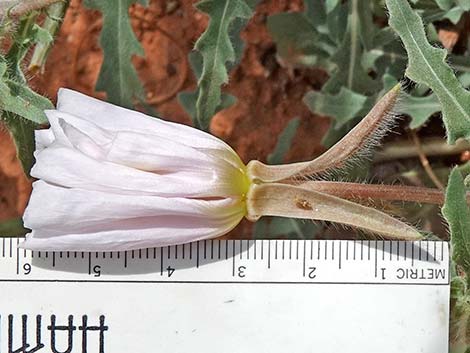 California Evening Primrose (Oenothera avita)