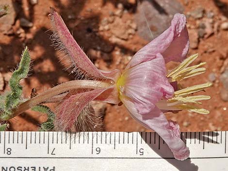 California Evening Primrose (Oenothera avita)