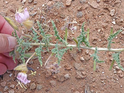 California Evening Primrose (Oenothera avita)