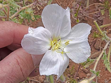 California Evening Primrose (Oenothera avita)