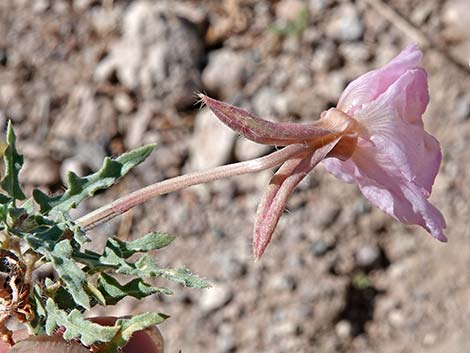 California Evening Primrose (Oenothera avita)