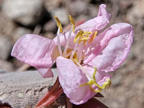 California Evening Primrose (Oenothera avita)