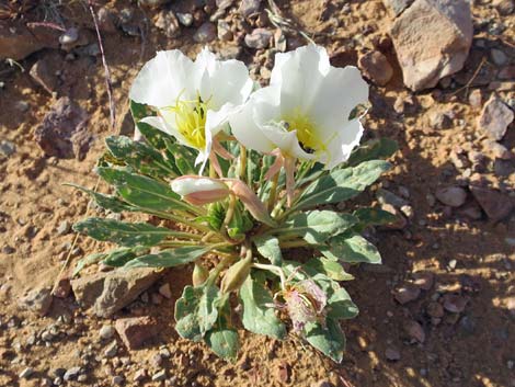 California Evening Primrose (Oenothera avita)