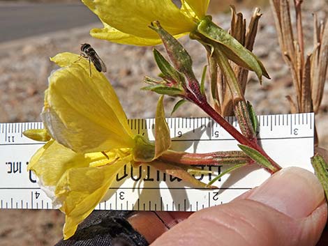 Tall Evening Primrose (Oenothera elata)