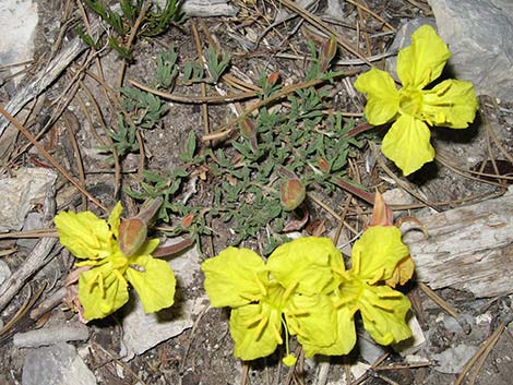 Howard's Evening Primrose (Oenothera howardii)