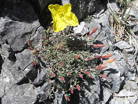 Howard's Evening Primrose (Oenothera howardii)