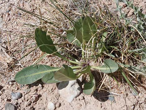 Longstem Evening Primrose (Oenothera longissima)