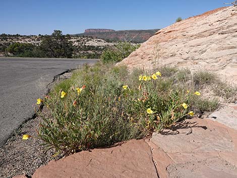 Longstem Evening Primrose (Oenothera longissima)