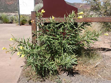 Longstem Evening Primrose (Oenothera longissima)