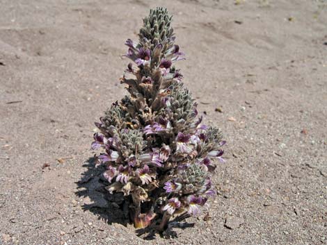 Desert Broom-rape (Orobanche cooperi)