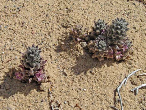 Desert Broom-rape (Orobanche cooperi)