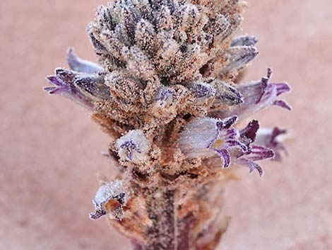 Desert Broom-rape (Orobanche cooperi)