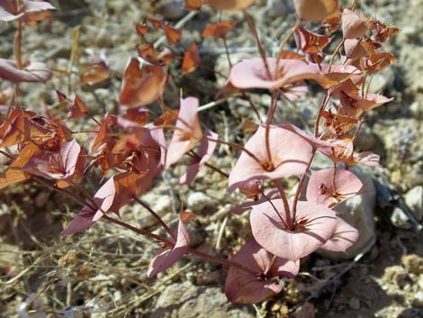 Roundleaf Oxytheca (Oxytheca perfoliata)