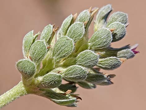 Indian Breadroot (Pediomelum castoreum)