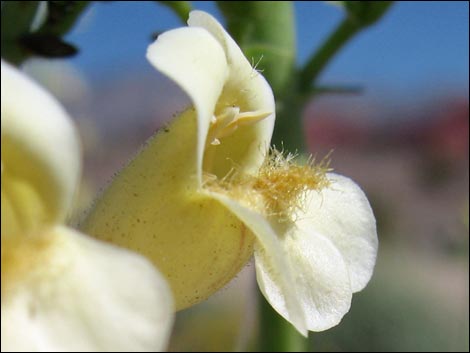 Yellow Pinto Beardtongue (Penstemon bicolor bicolor)