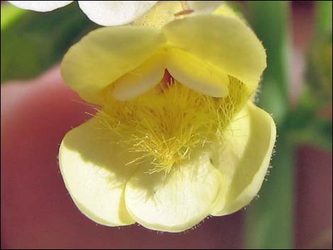 Yellow Pinto Beardtongue (Penstemon bicolor bicolor)