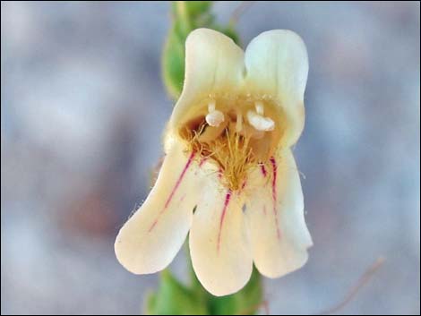 Yellow Pinto Beardtongue (Penstemon bicolor bicolor)