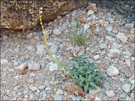 Yellow Pinto Beardtongue (Penstemon bicolor bicolor)