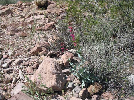 Rosy Pinto Penstemon (Penstemon bicolor var. roseus)