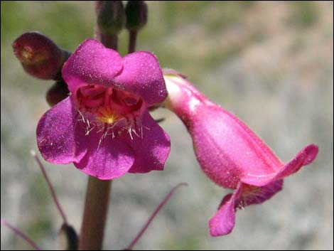 Rosy Pinto Penstemon (Penstemon bicolor var. roseus)