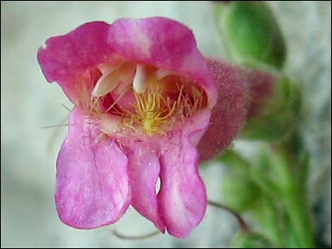 Rosy Pinto Penstemon (Penstemon bicolor var. roseus)