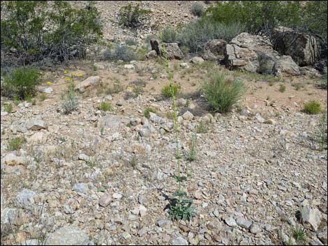 Rosy Pinto Penstemon (Penstemon bicolor var. roseus)