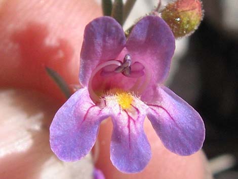 Siler's Penstemon (Penstemon linarioides ssp. sileri)