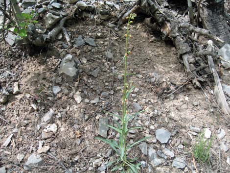 Bridge Penstemon (Penstemon rostriflorus)