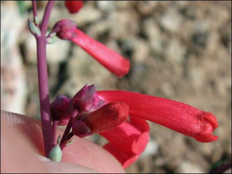 Utah Firecracker (Penstemon utahensis)