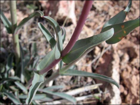 Utah Firecracker (Penstemon utahensis)