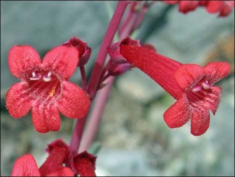 Utah Firecracker (Penstemon utahensis)