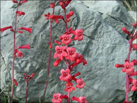 Utah Firecracker (Penstemon utahensis)