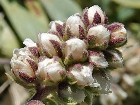 Mat Rockspirea (Petrophyton caespitosum)