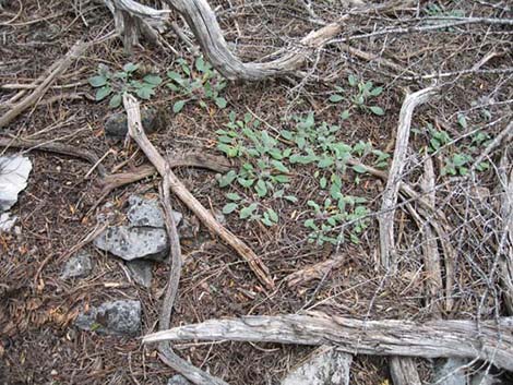 Charleston Phacelia (Phacelia hastata var. charlestonensis)