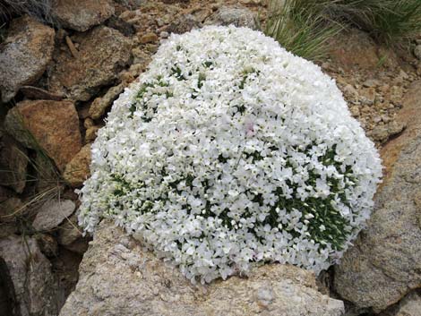 Mountain Phlox (Phlox austromontana)