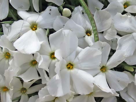 Mountain Phlox (Phlox austromontana)