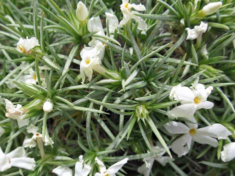 Mountain Phlox (Phlox austromontana)