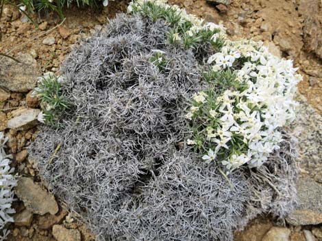 Mountain Phlox (Phlox austromontana)