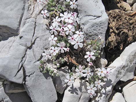 Dwarf Phlox (Phlox condensata)