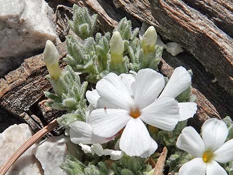 Dwarf Phlox (Phlox condensata)