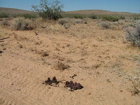 Scaly-stemmed Sand Plant (Pholisma arenarium)