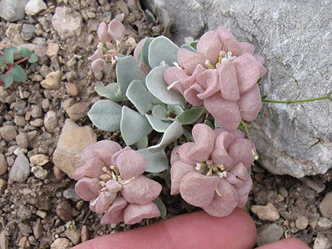 Chambers' Twinpod (Physaria chambersii)