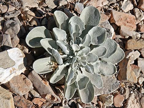 Chambers' Twinpod (Physaria chambersii)