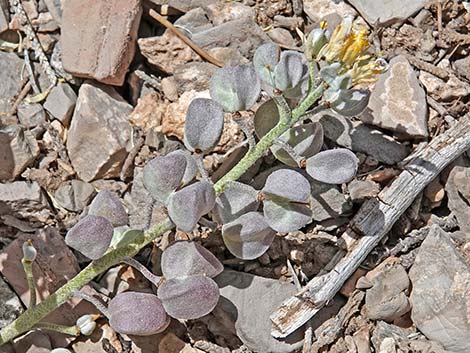 Chambers' Twinpod (Physaria chambersii)