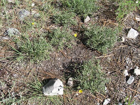 Woolly Cinquefoil (Potentilla hippiana)