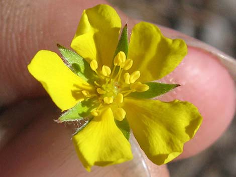 Woolly Cinquefoil (Potentilla hippiana)