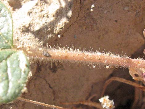 Devil's Claw (Proboscidea althaeifolia)