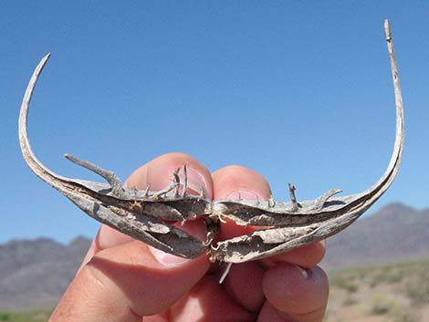 Devil's Claw (Proboscidea althaeifolia)