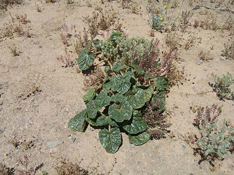 Devil's Claw (Proboscidea althaeifolia)